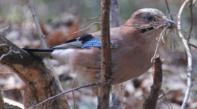Jay