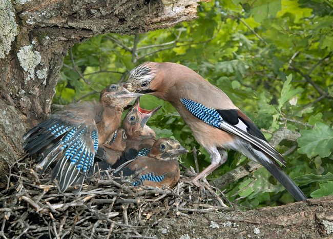 Jay