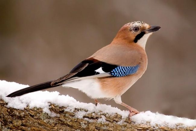 Jay