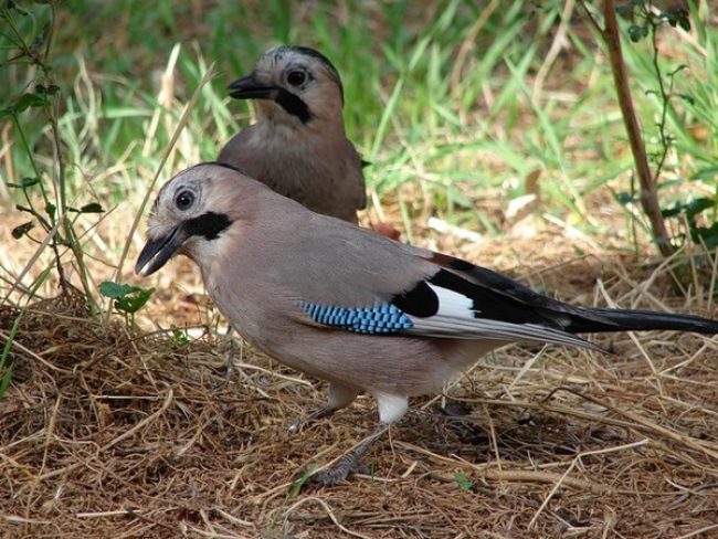 Jay