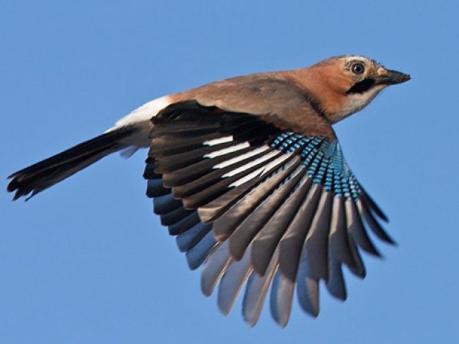 Jay