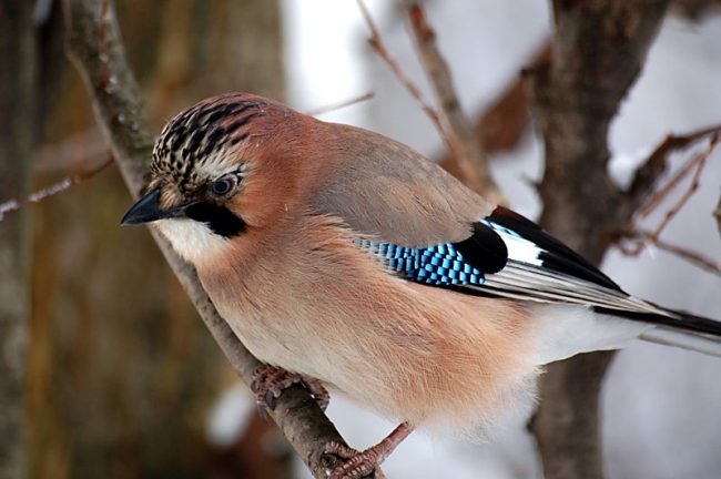 Jay