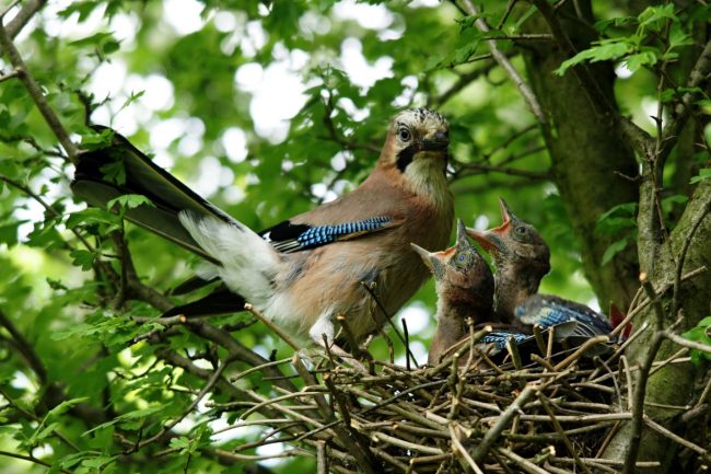 Jay