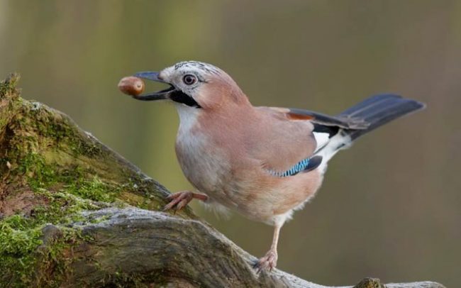Jay