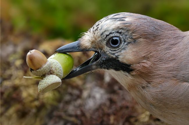 Jay