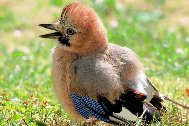 Jay