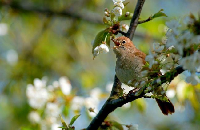 The nightingale is not attracted by external data, but it is amazing his singing skills