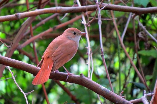 Southern nightingale, bird. The photo shows a large representative of this representative. It differs from the usual slightly brighter color and habitat.