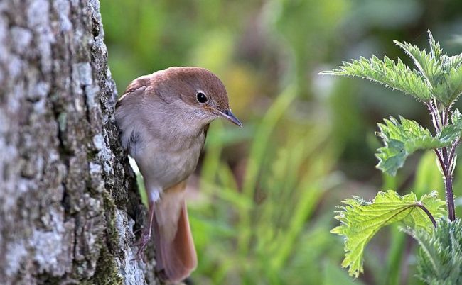 A plain appearance allows you to successfully hide in dense thickets. The nightingale is used to living alone, he is secretive and careful