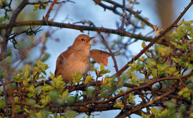 Nightingale bird. Photo does not transmit singing, but at the end of the article there is a video with a beautiful performance of the nightingale