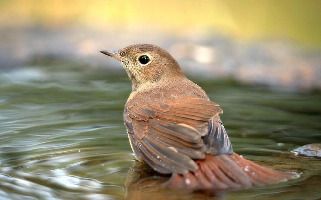 The nightingale loves moisture, so the main places of his residence are river valleys, marshy areas, and also not far from running and standing water. Often they can be found in spreading gardens and parks.