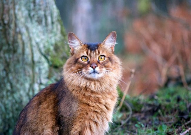 The Somali cat appeared as a result of the difficult work of breeders with representatives of the Abyssinian breed. So Somalis and Abyssinians are close relatives, they differ only in the length of their fur and the richness of their shades.