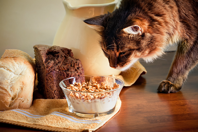 Somali cat will not give up a delicious dinner