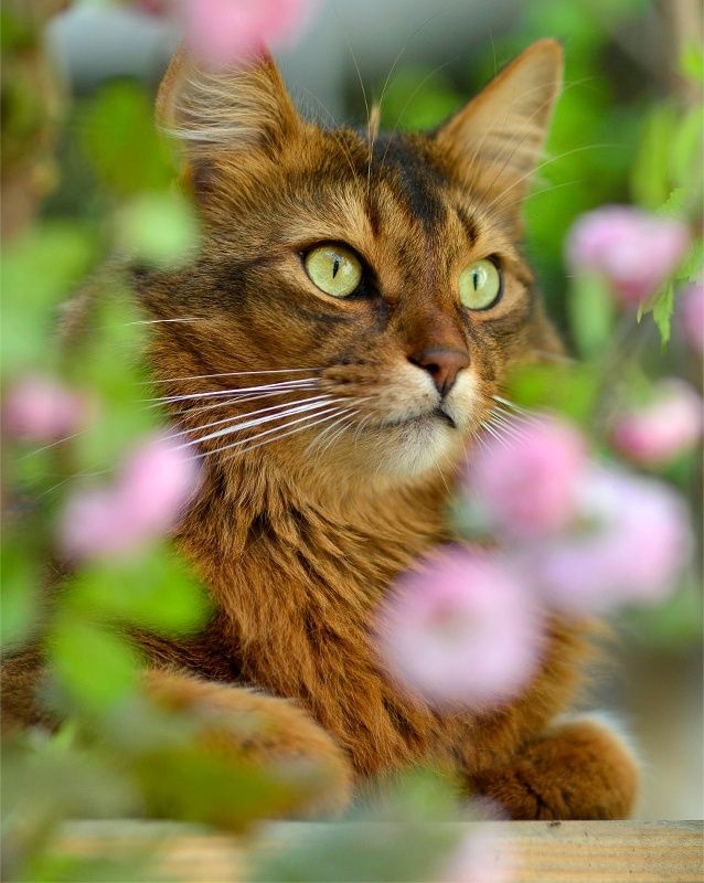 The Somali cat has an intelligent expression of its face and a very athletic body. Its movements are plastic and full of strength. Aristocratic manners are combined with increased playfulness, so the owner of a Somali cat always knows what to do with his leisure.
