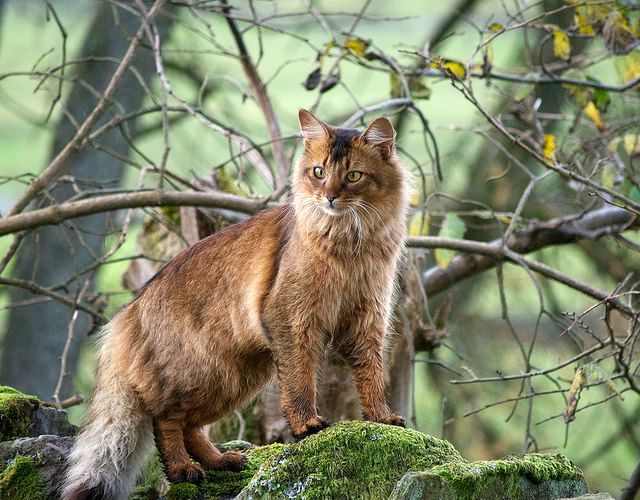 If a Somali cat lives in an apartment, it needs regular walks. If it is not possible to let the animal out onto the street, a well-fenced balcony is also suitable.