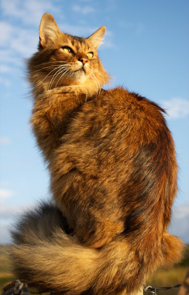 A Somali cat loves walking. She likes the weather both sunny and overcast.