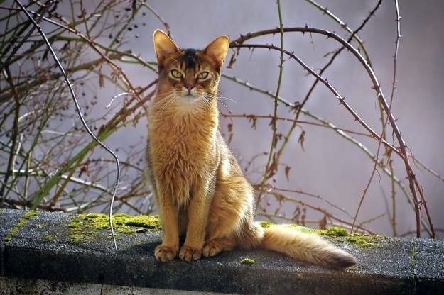 Сомалийская кошка окраса "косуля"