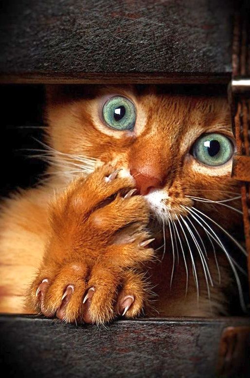 Somali cat kittens are very playful, like to play hide and seek and hide in unexpected places