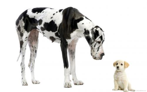 Dog / person age ratio