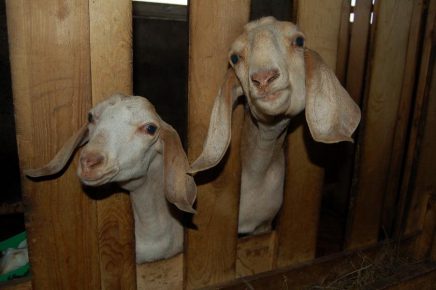 Thoroughbred goats