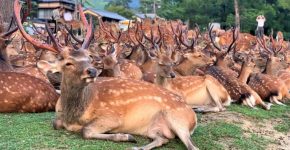 Deer meeting in Nara
