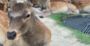 Deer meeting in Nara