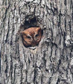 owl in the hollow