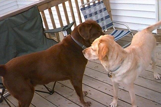 Mating dogs