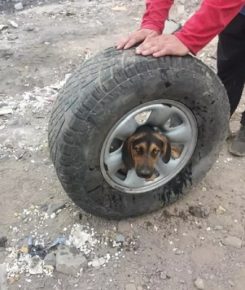 The Dog in the Wheel