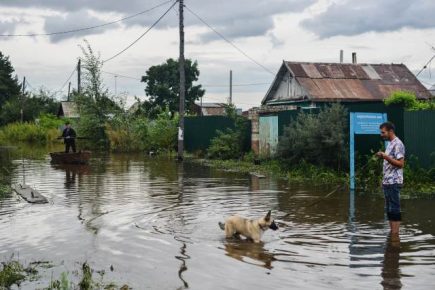 Dogs in a flooded neighborhood