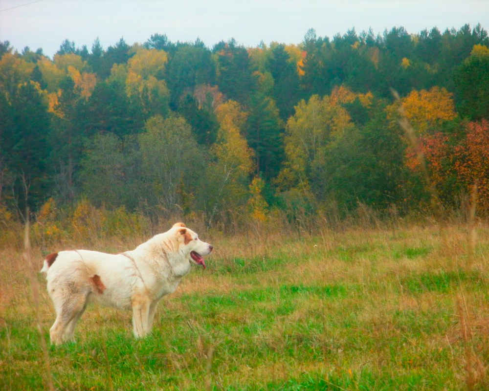 Central Asian Shepherd Dog (Alabay) - photo