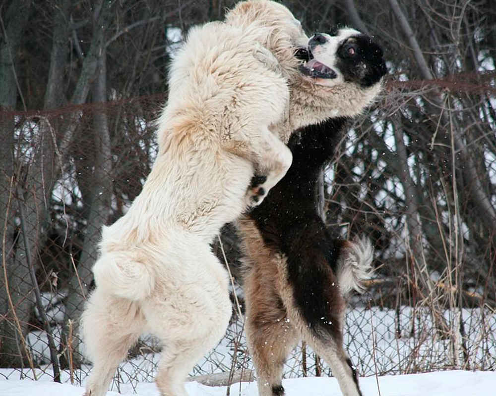 Central Asian Shepherd Dog - photo