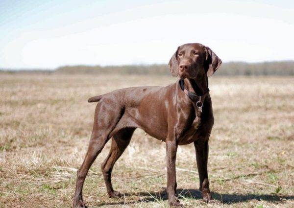 Kurzhaar (German Pointer or German Pointing Dog)