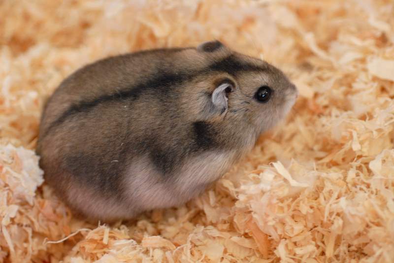 Hamsters average weight