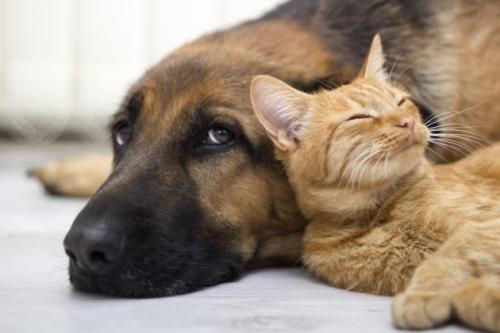 Life expectancy in cats and dogs