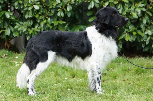 Stabichon breed description