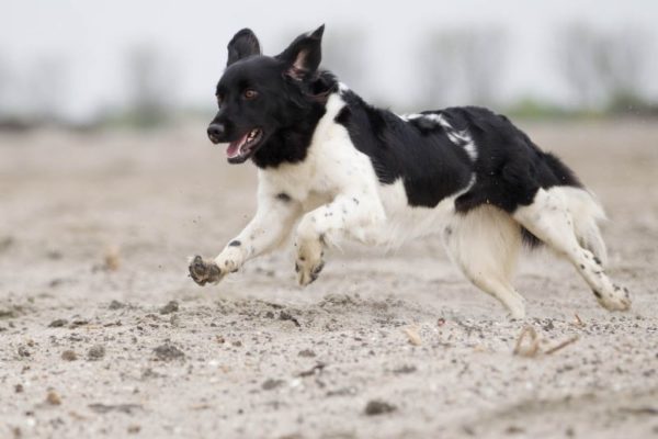 Stabihon is running