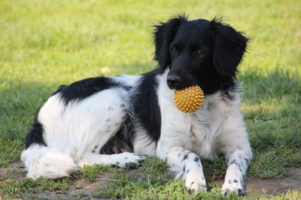 Stabichon with a toy