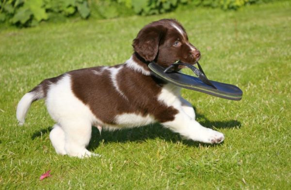Stabichon with a slipper