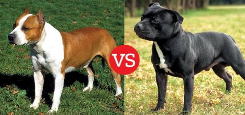 Staffordshire Bull Terrier vs Pit Bull