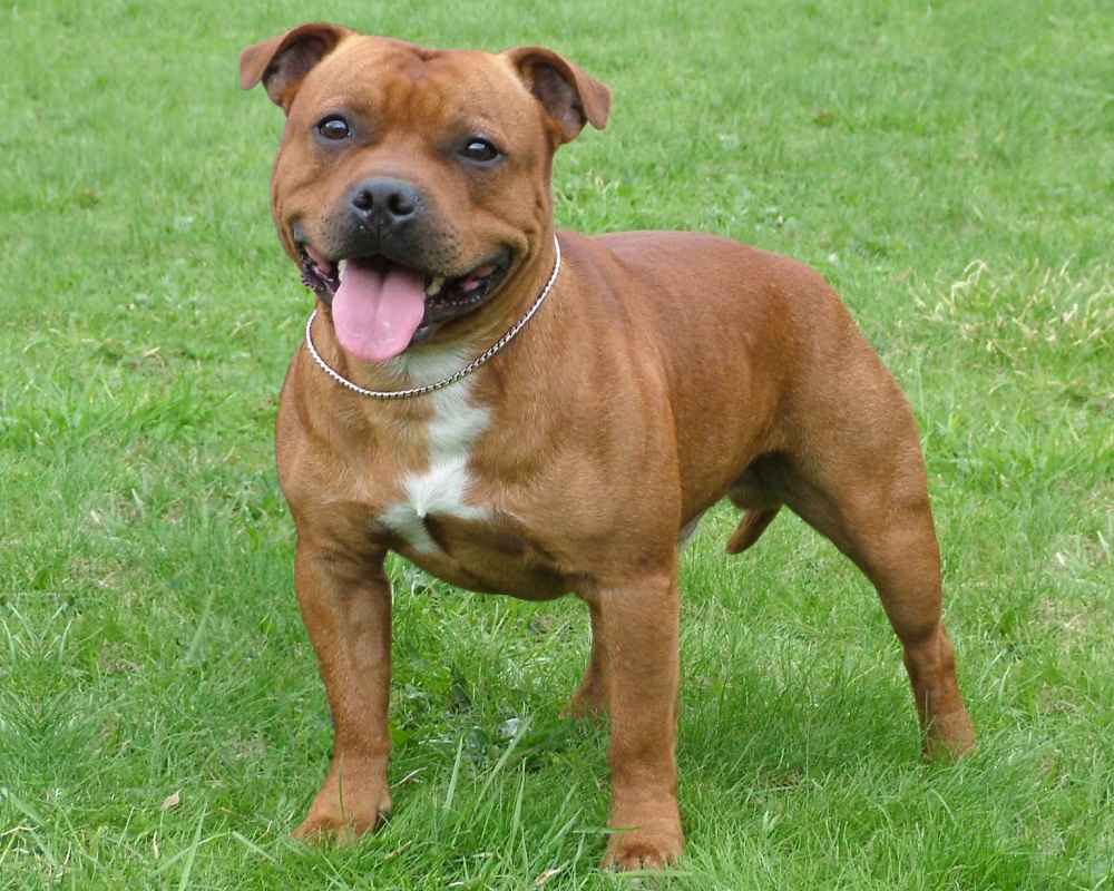 Brown Staffordshire Bull Terrier - photo