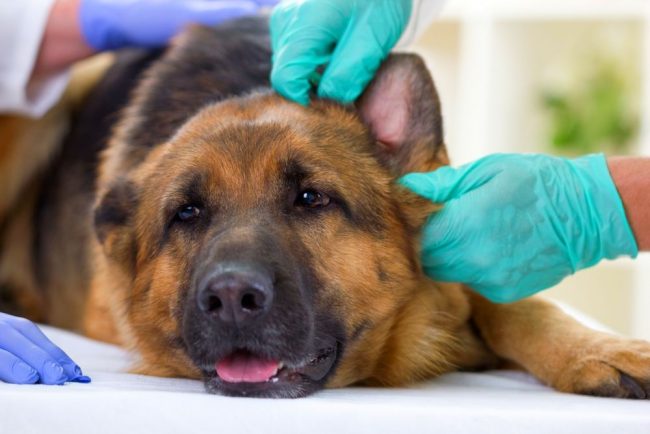 Staphylococcus in dogs often becomes otitis media