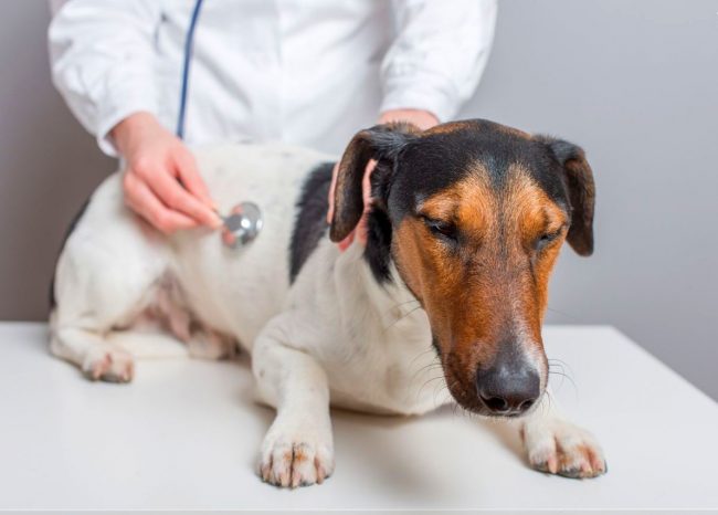 If a dog is suspected of staphylococcus, contact your veterinarian immediately