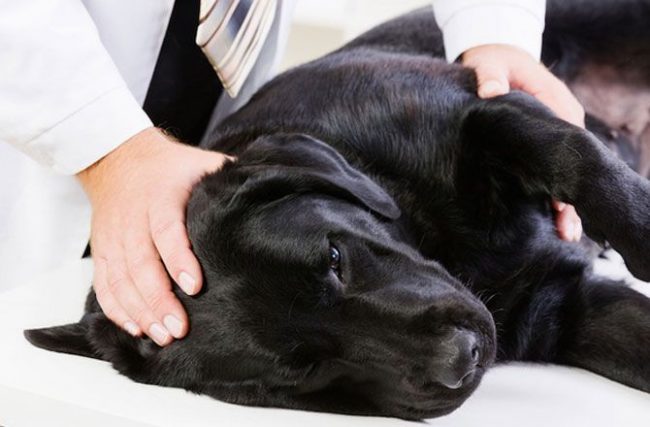 Veterinarians prescribe dogs antibiotics, which are taken either three, or - in severe cases - six weeks.