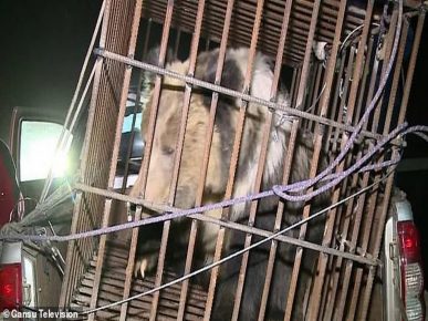 The rescued bear is immersed in a cage from the rods