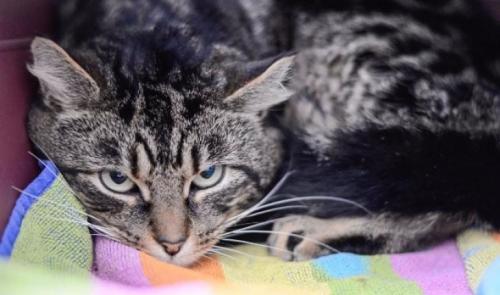 Sterilization of an old cat