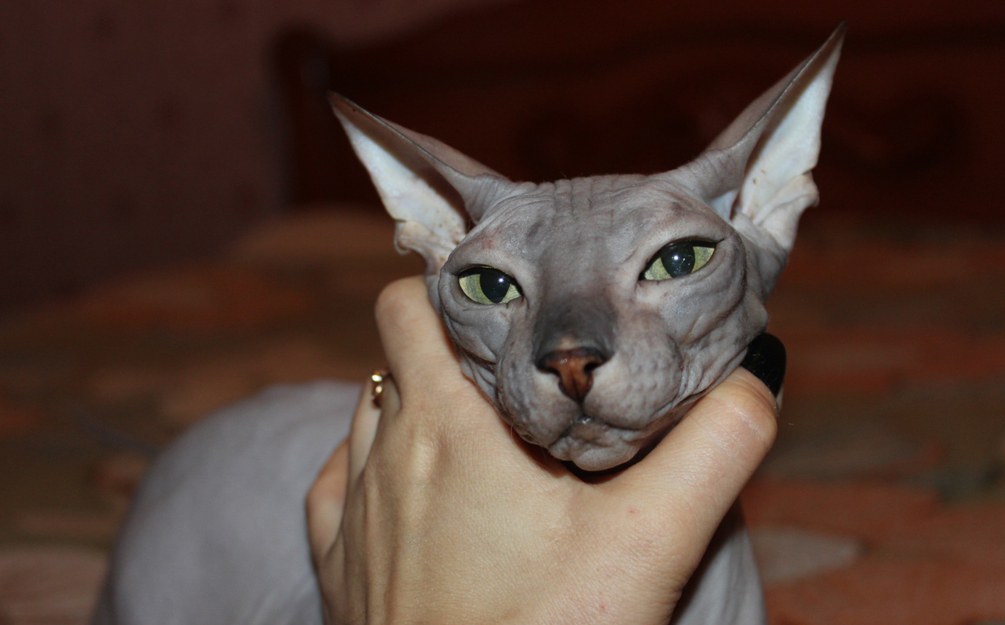 sphinx - price