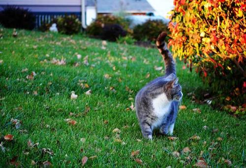 Is it worth getting a cat or cat