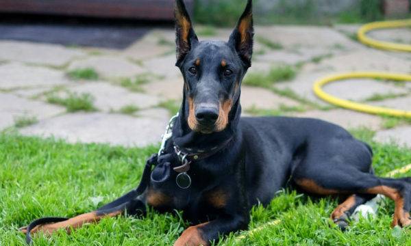 Doberman