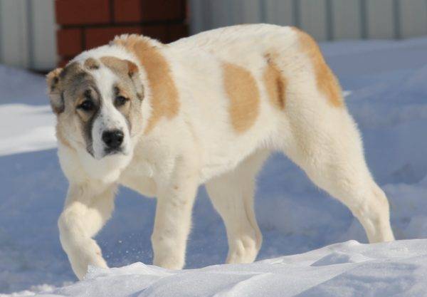 Central asian shepherd dog